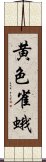 黄色雀蛾 Scroll