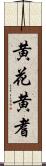 黄花黄耆 Scroll