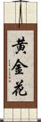 黄金花 Scroll