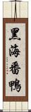 黑海番鴨 Scroll