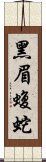 黑眉蝮蛇 Scroll