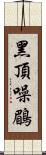 黑頂噪鶥 Scroll