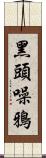 黑頭噪鴉 Scroll