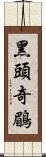 黑頭奇鶥 Scroll