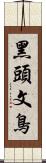 黑頭文鳥 Scroll