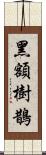 黑額樹鵲 Scroll