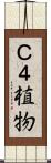 Ｃ４植物 Scroll