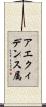 アエクィデンス属 Scroll