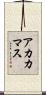 アカカマス Scroll