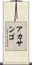 アカサンゴ Scroll