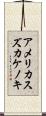 アメリカスズカケノキ Scroll