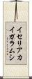 イセリアカイガラムシ Scroll