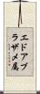エドアブラザメ属 Scroll