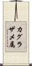 カグラザメ属 Scroll