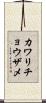 カワリチョウザメ Scroll