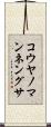 コウヤノマンネングサ Scroll