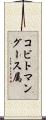 コビトマングース属 Scroll