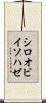 シロオビイソハゼ Scroll