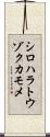 シロハラトウゾクカモメ Scroll