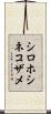 シロホシネコザメ Scroll