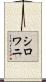 シロワニ Scroll