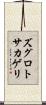 ズグロトサカゲリ Scroll