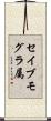 セイブモグラ属 Scroll