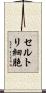 セルトリ細胞 Scroll