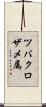 ツバクロザメ属 Scroll