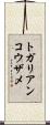 トガリアンコウザメ Scroll