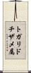 トガリドチザメ属 Scroll
