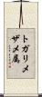 トガリメザメ属 Scroll