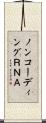 ノンコーディングＲＮＡ Scroll