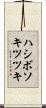 ハシボソキツツキ Scroll