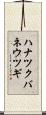 ハナツクバネウツギ Scroll
