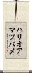 ハリオアマツバメ Scroll