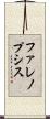 ファレノプシス Scroll