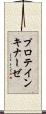 プロテイン・キナーゼ Scroll