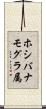 ホシバナモグラ属 Scroll