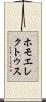 ホモエレクトゥス Scroll