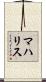 マハリス Scroll