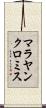 マラヤンクロミス Scroll