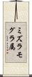 ミズラモグラ属 Scroll