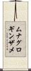 ムナグロギンザメ Scroll