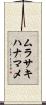 ムラサキハナマメ Scroll