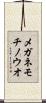メガネモチノウオ Scroll