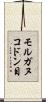 モルガヌコドン目 Scroll