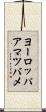 ヨーロッパアマツバメ Scroll
