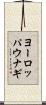 ヨーロッパウナギ Scroll