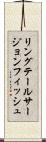 リングテールサージョンフィッシュ Scroll